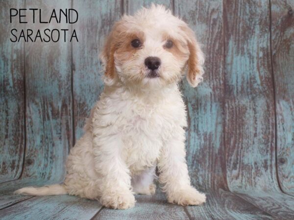 Cavapoo DOG Female Blenheim 25137 Petland Sarasota, Florida