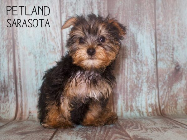 Yorkshire Terrier DOG Male Black / Tan 25129 Petland Sarasota, Florida