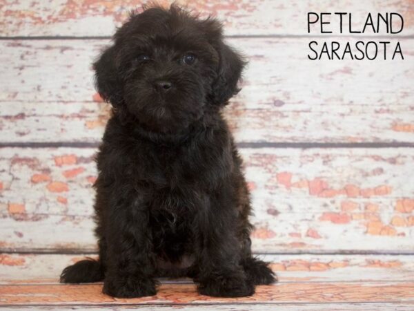 Yorkiepoo DOG Female Black 25170 Petland Sarasota, Florida