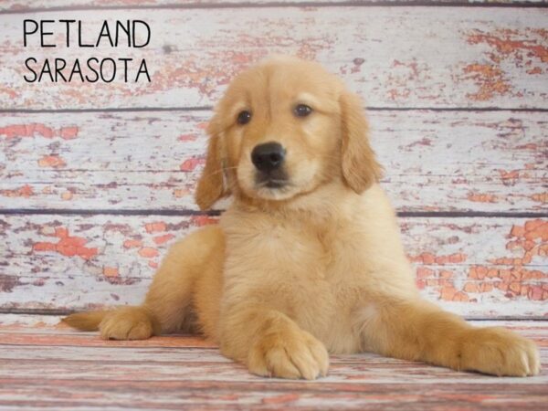 Golden Retriever DOG Female Golden 25164 Petland Sarasota, Florida