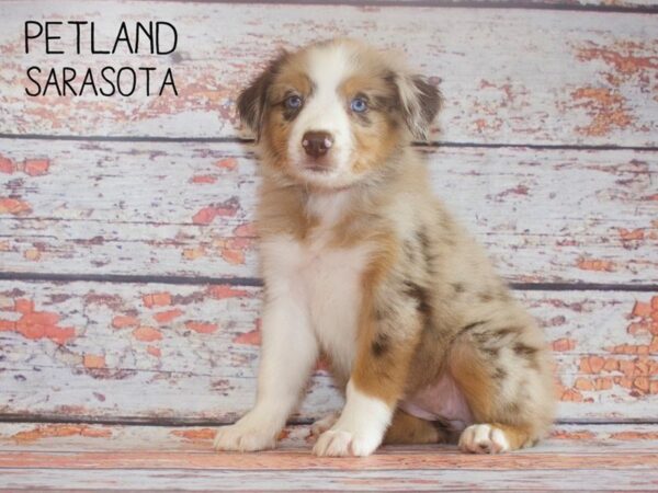 Australian Shepherd DOG Female Red Merle 25163 Petland Sarasota, Florida