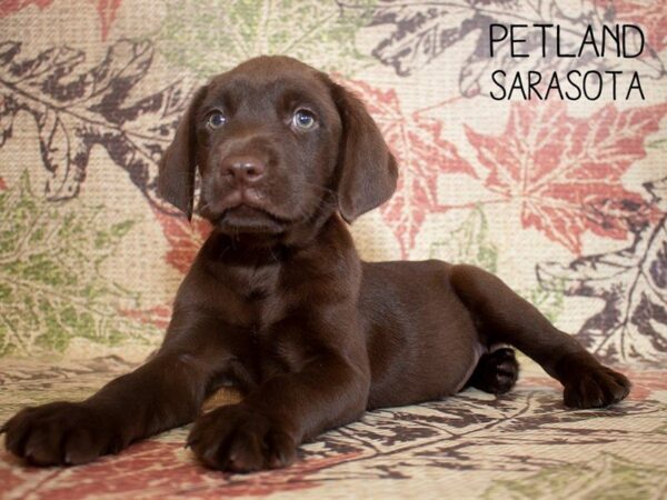 Labrador Retriever DOG Male Chocolate 25211 Petland Sarasota, Florida