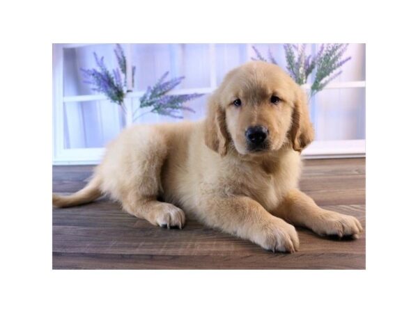 Golden Retriever DOG Male Golden 25234 Petland Sarasota, Florida