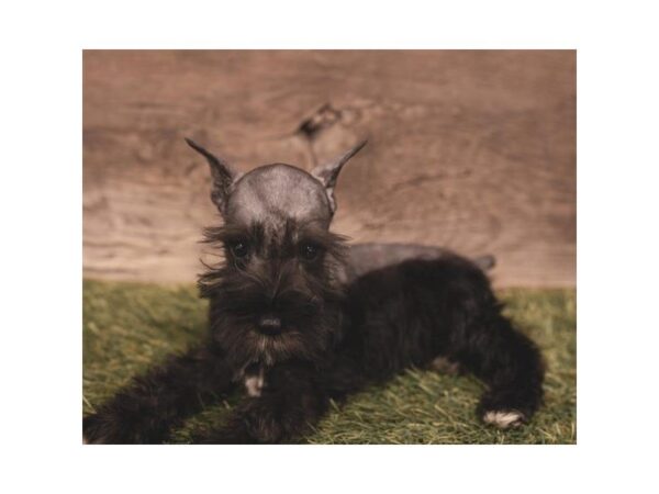 Miniature Schnauzer DOG Male Black 25230 Petland Sarasota, Florida