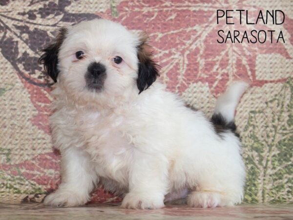 Shih Tzu DOG Male brown white 25248 Petland Sarasota, Florida