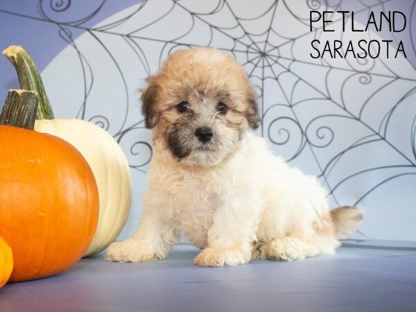 Teddy Bear DOG Male Gold / White 25265 Petland Sarasota, Florida