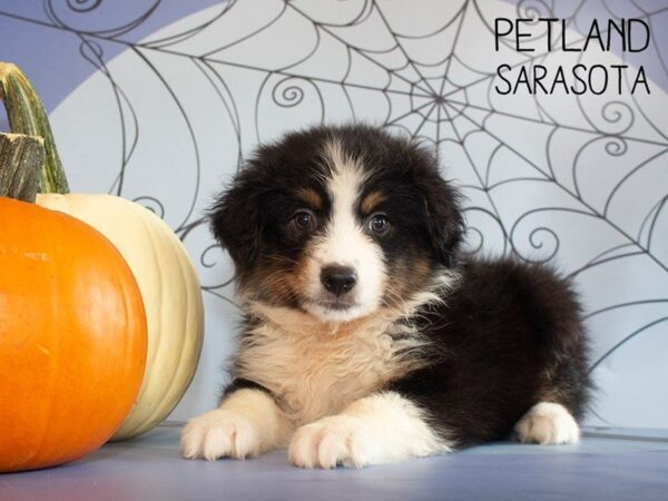 Miniature Aussiedoodle DOG Male Black 25260 Petland Sarasota, Florida