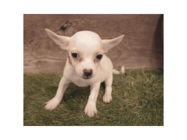 Chihuahua DOG Male Fawn 25283 Petland Sarasota, Florida