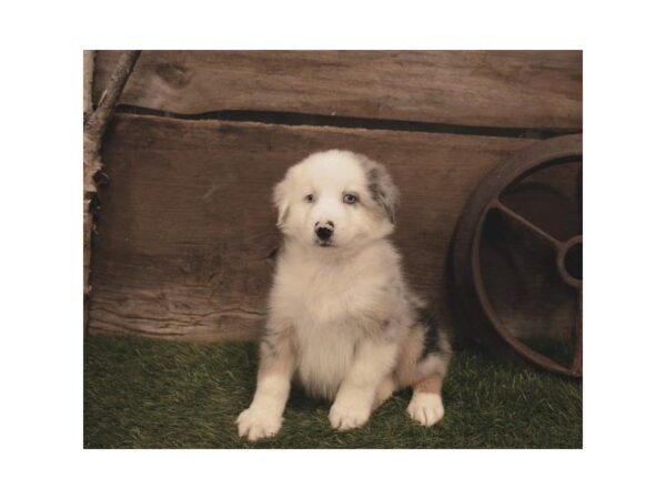 Australian Shepherd DOG Male Blue Merle 25280 Petland Sarasota, Florida