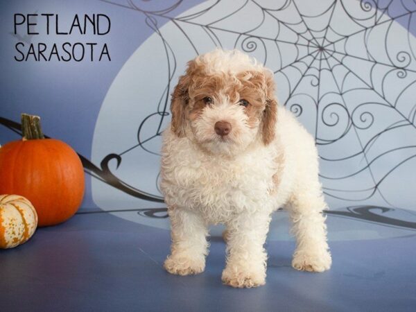 Cockapoo 2nd Generation DOG Female RED WHITE 25277 Petland Sarasota, Florida