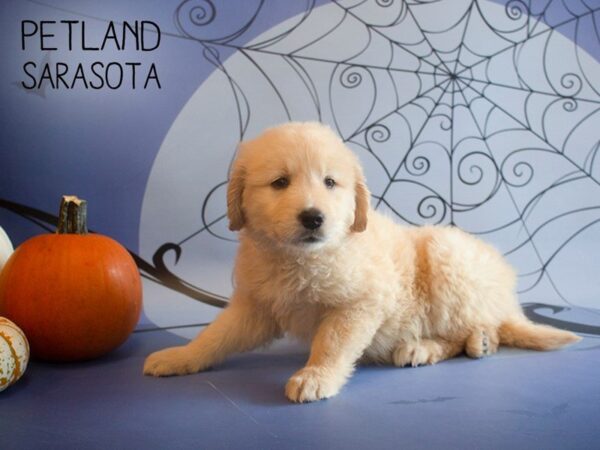 Golden Retriever DOG Female Golden 25269 Petland Sarasota, Florida