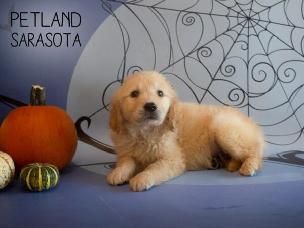 Golden Retriever-DOG-Male-Golden-25266-Petland Sarasota, Florida