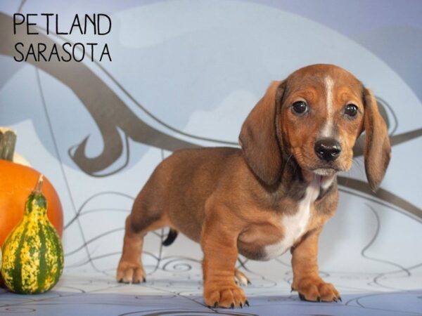 Dachshund DOG Male Red 25298 Petland Sarasota, Florida