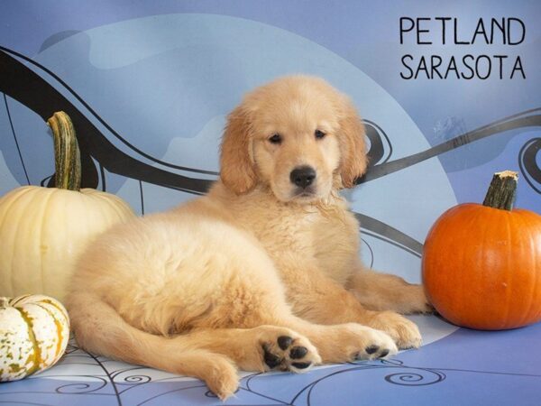 Golden Retriever DOG Female Golden 25289 Petland Sarasota, Florida