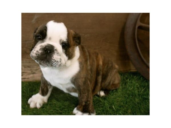 English Bulldog DOG Male Brindle / White 25300 Petland Sarasota, Florida