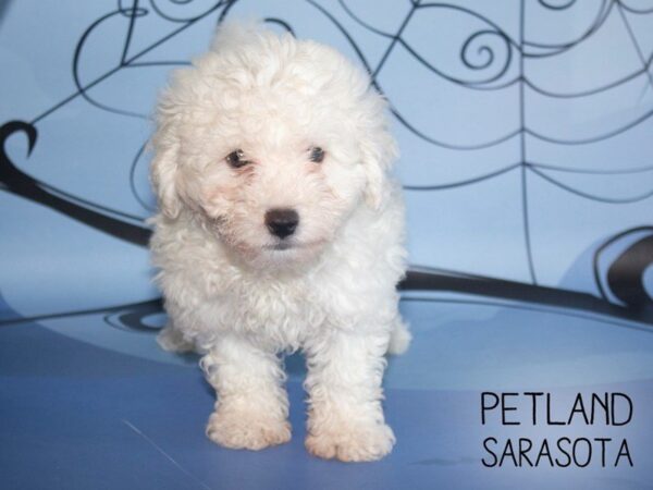 Bichon Frise DOG Male White 25314 Petland Sarasota, Florida