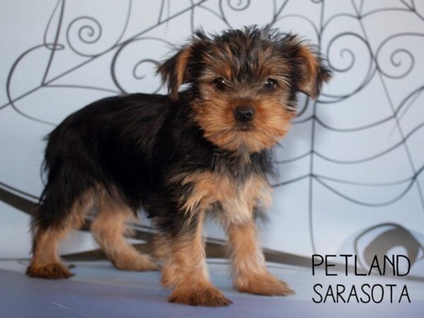 Yorkshire Terrier DOG Male BLK TAN 25311 Petland Sarasota, Florida