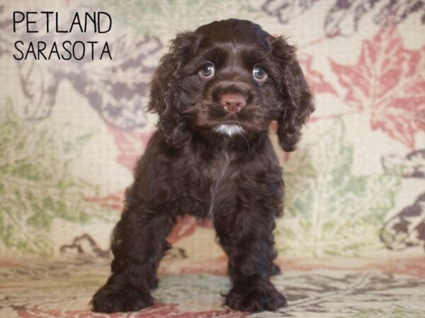 Cocker Spaniel DOG Female CHOC 25321 Petland Sarasota, Florida