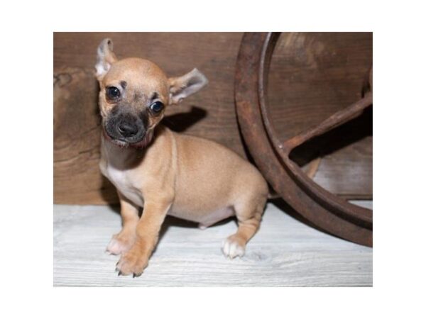 Chihuahua DOG Male Fawn 25327 Petland Sarasota, Florida