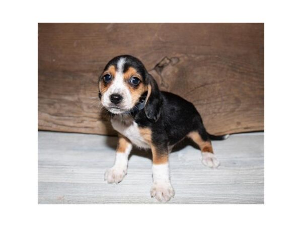 Beagle DOG Male Black White / Tan 25326 Petland Sarasota, Florida