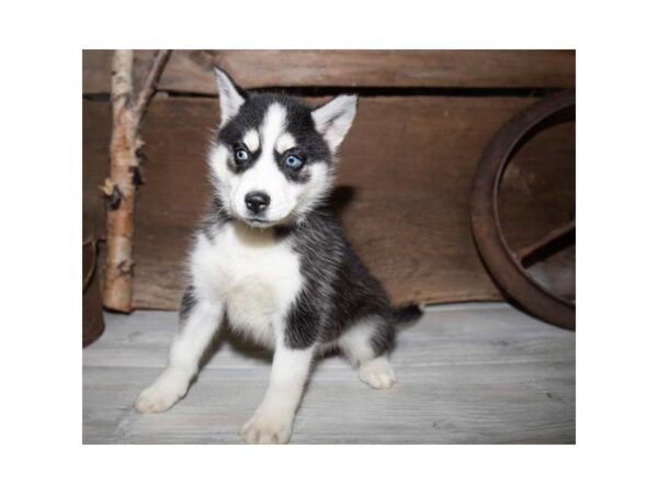 Siberian Husky DOG Female Black / White 25353 Petland Sarasota, Florida