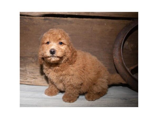 Miniature Goldendoodle 2nd Gen DOG Male 25361 Petland Sarasota, Florida