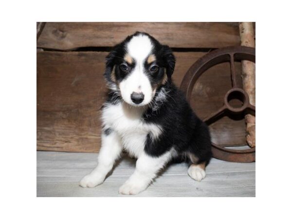 Australian Shepherd DOG Male Black 25348 Petland Sarasota, Florida