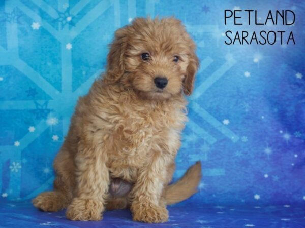 Miniature Goldendoodle DOG Male Dark Red 25375 Petland Sarasota, Florida