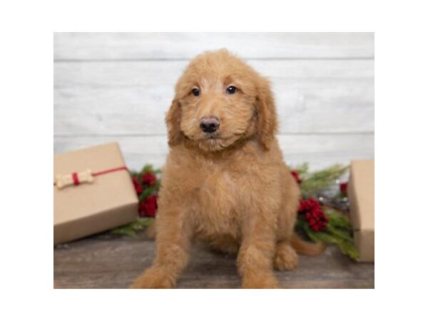 Goldendoodle DOG Male Red 25395 Petland Sarasota, Florida