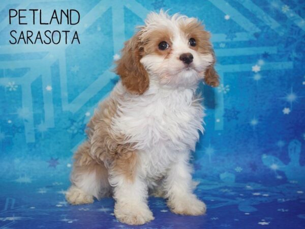 Cavapoo DOG Female Blenheim 25392 Petland Sarasota, Florida