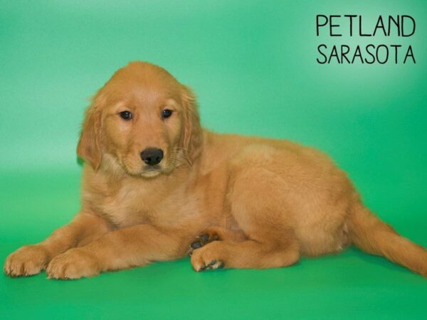 Golden Retriever DOG Male Golden 25441 Petland Sarasota, Florida