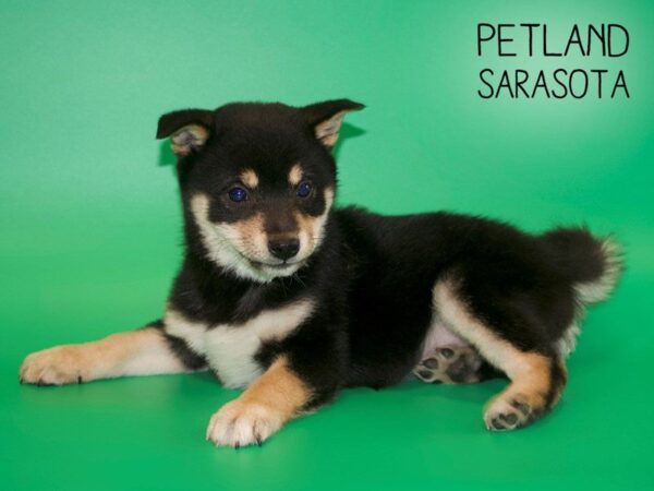 Shiba Inu DOG Female BLACK/TAN 25431 Petland Sarasota, Florida