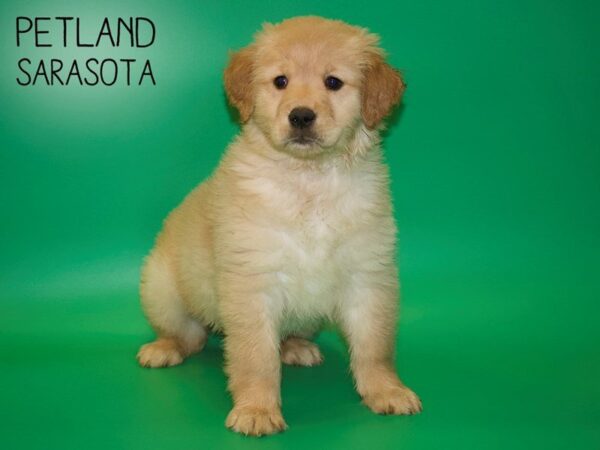 Golden Retriever DOG Female Golden 25429 Petland Sarasota, Florida