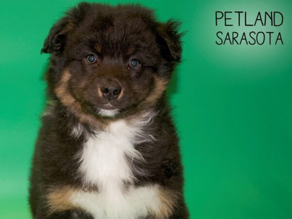 Australian Shepherd DOG Male Black 25426 Petland Sarasota, Florida