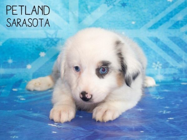 Minature Australian Shepherd DOG Female BLUE MERLE 25400 Petland Sarasota, Florida