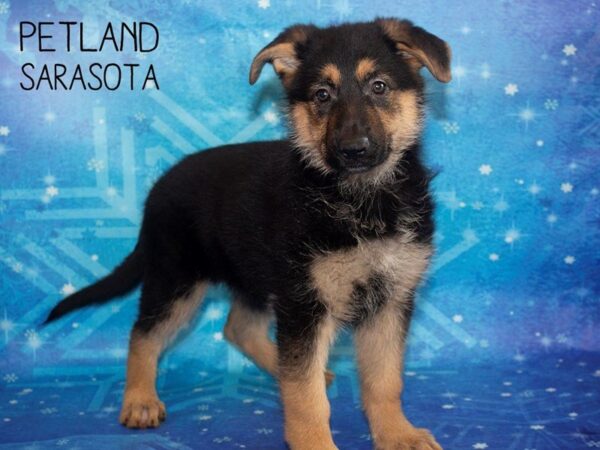 German Shepherd DOG Female Black Tan 25397 Petland Sarasota, Florida