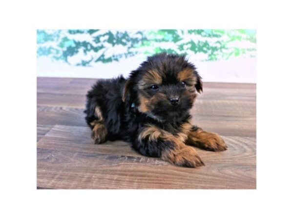 Yorkshire Terrier DOG Male Black / Tan 25458 Petland Sarasota, Florida