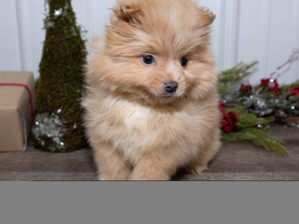 Pomeranian DOG Male Orange 25455 Petland Sarasota, Florida