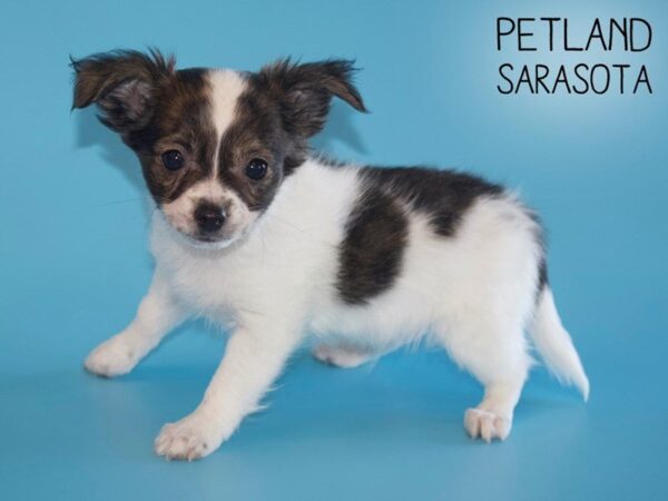 Chihuahua DOG Male Brindle / White 25486 Petland Sarasota, Florida