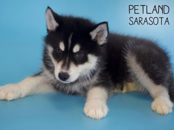 Siberian Husky DOG Male Black / White 25484 Petland Sarasota, Florida