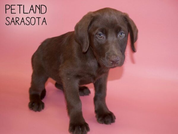 Labrador Retriever DOG Female Chocolate 25482 Petland Sarasota, Florida