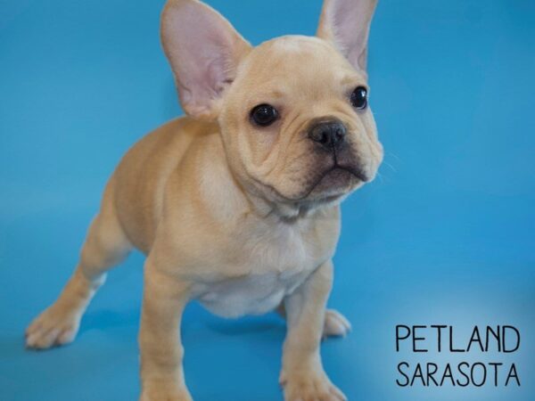 French Bulldog DOG Male Fawn 25453 Petland Sarasota, Florida