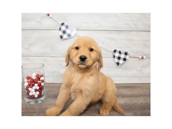 Golden Retriever DOG Male Golden 25523 Petland Sarasota, Florida