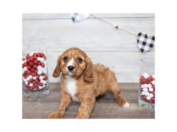 Cavalier King Charles Spaniel DOG Male Ruby 25520 Petland Sarasota, Florida