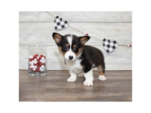 Pembroke Welsh Corgi DOG Male Black White / Tan 25525 Petland Sarasota, Florida