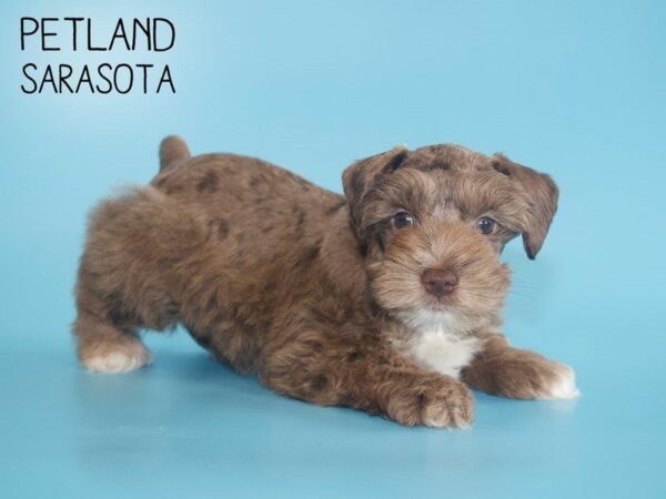 Miniature Schnauzer DOG Male CHOC MERLE 25512 Petland Sarasota, Florida