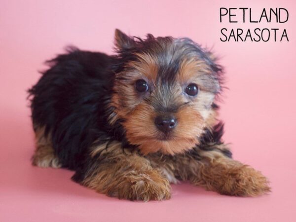 Yorkshire Terrier DOG Female Black / Tan 25538 Petland Sarasota, Florida