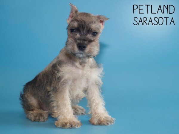 Miniature Schnauzer DOG Male Salt / Pepper 25534 Petland Sarasota, Florida