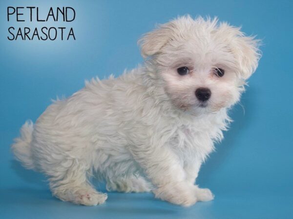 Maltese DOG Male White 25533 Petland Sarasota, Florida