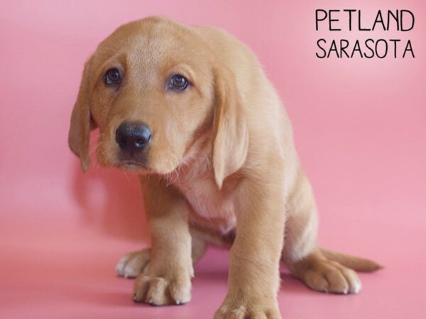 Labrador Retriever DOG Female Red 25532 Petland Sarasota, Florida